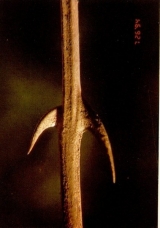 145.jpg
