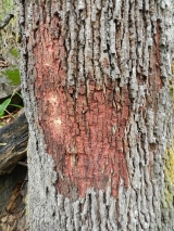 copaiba_1.jpg