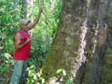 copaiba_2.jpg