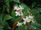 copaiba_3.jpg