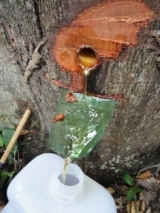 copaiba_5.jpg